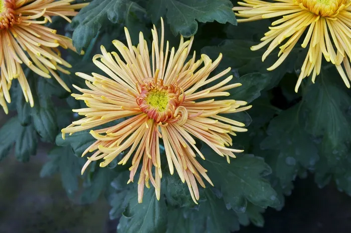 菊花，花，盛开，开花，妈妈，多彩