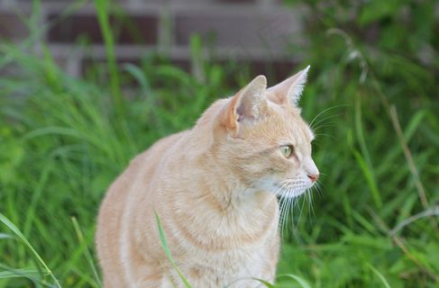 猫，家猫，猫脸，宠物，动物世界，动物