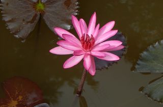 百合，睡莲，睡莲，花，性质，水