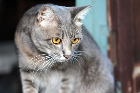 猫，眼睛，查看，凝视，猎物，灰色，罗恩