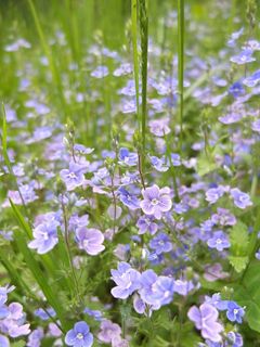 鲜花，盛开，春天，花，性质，蓝色，草地