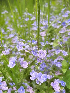 鲜花，盛开，春天，花，性质，蓝色，草地