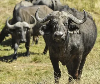 布法罗海角，非洲，野生动物，牛，野生，角