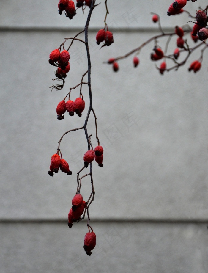 臀部，秋景，红色，布什，植物，艺术，玫瑰果，日落