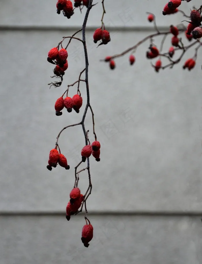 臀部，秋景，红色，布什，植物，艺术，玫瑰果，日落