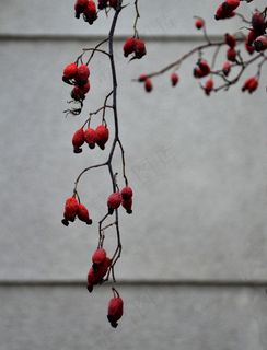 臀部，秋景，红色，布什，植物，艺术，玫瑰果，日落