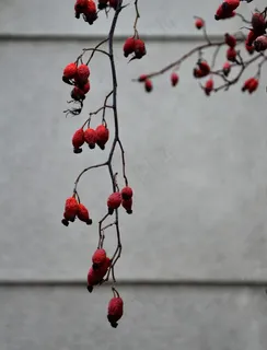 臀部，秋景，红色，布什，植物，艺术，玫瑰果，日落