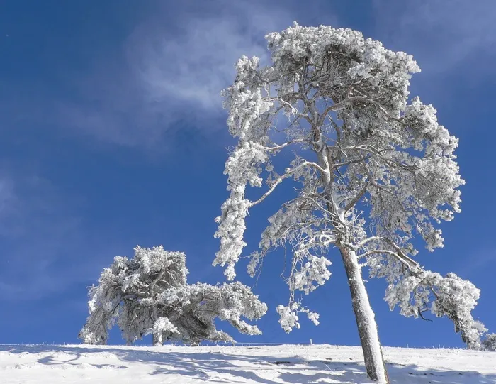 雪，冬季，树，冰，性质，粉雪，下雪了
