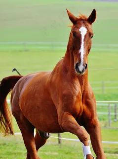 马,动物,骑马,Reiterhof,棕色,耦合,草地 马,动物,骑马,Reiterhof,棕色,耦合,草地