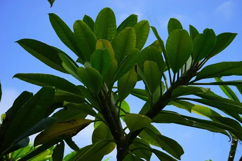 叶子,树,绿色,素馨花,鸡蛋花,素馨花 叶子,树,绿色,素馨花,鸡蛋花,素馨花