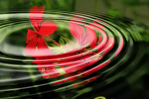 红色的天竺葵花,反映在水中 红色的天竺葵花,反映在水中