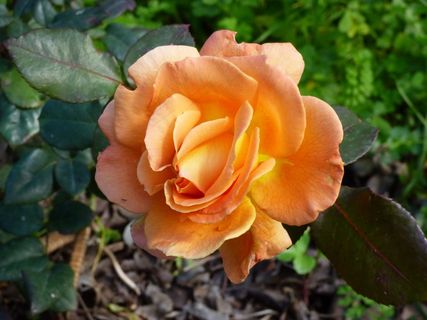 花，玫瑰，夏天，花园，花瓣，特写，开花