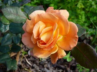 花，玫瑰，夏天，花园，花瓣，特写，开花