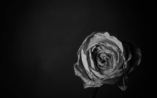 玫瑰，低调，花卉，植物群，植物，玫瑰，香