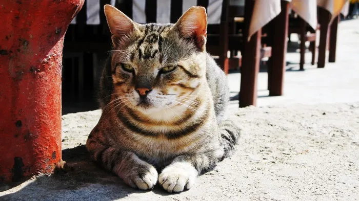 猫，等待，放松，虎猫，野生动物摄影