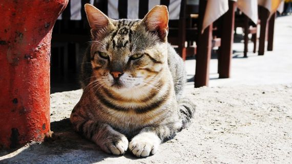 猫，等待，放松，虎猫，野生动物摄影