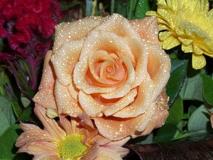 玫瑰，开花，花，性质，花束，植物