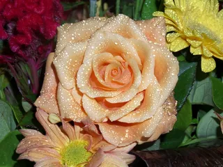 玫瑰，开花，花，性质，花束，植物