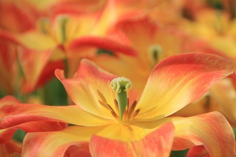 花，开花，花萼，花萼，红色，黄色，植物，打开