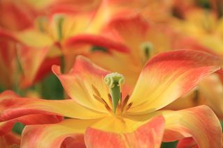 花，开花，花萼，花萼，红色，黄色，植物，打开