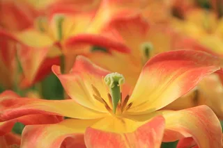 花，开花，花萼，花萼，红色，黄色，植物，打开