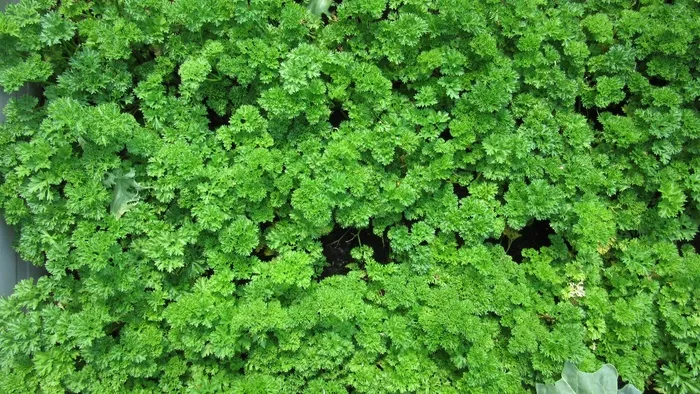 欧芹，叶子，厨房药草，许多，吃，药草，绿色