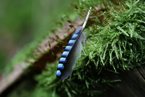 春天，周杰伦，苔，性质，条纹，关闭，全身羽毛