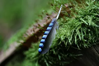 春天，周杰伦，苔，性质，条纹，关闭，全身羽毛