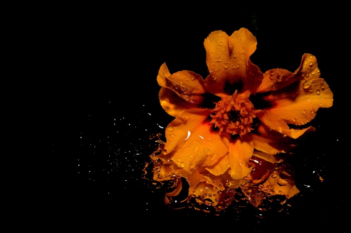 花，黄色，Spehel