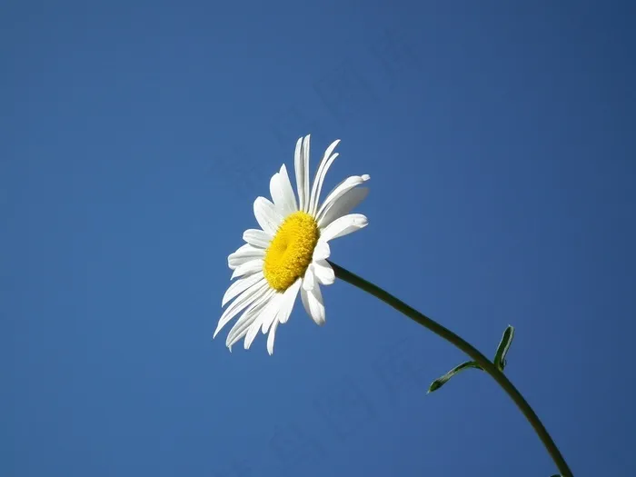 花，盛开，白色，夏天，黛西，鲜花，一天，天空