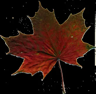 工作表，秋天的叶子，红叶，性质，红色，秋季