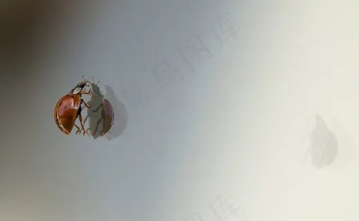 瓢虫，甲虫，反射，宏，爬，镜像