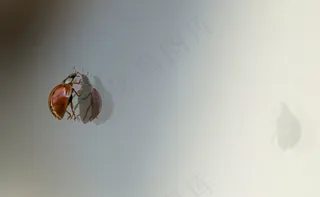 瓢虫，甲虫，反射，宏，爬，镜像