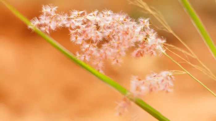 花，草，粉红色，抽象，植物群，花的，新鲜