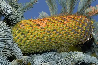 冷杉，松果，巨大，点击，自然，绿色