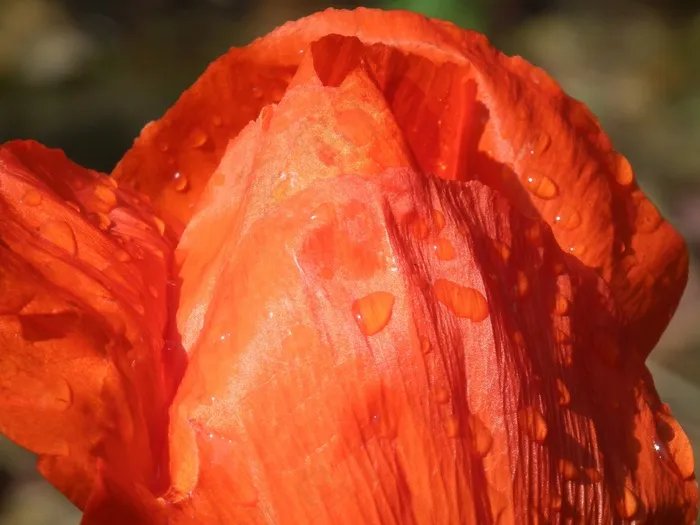 罂粟花，红色，花，开花，关闭