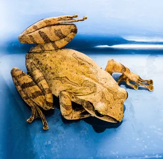 树蛙，阿努兰，青蛙，两栖类