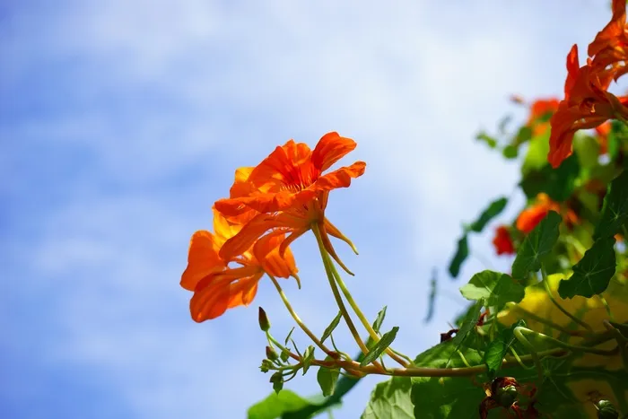 金莲花，开花，红色，花