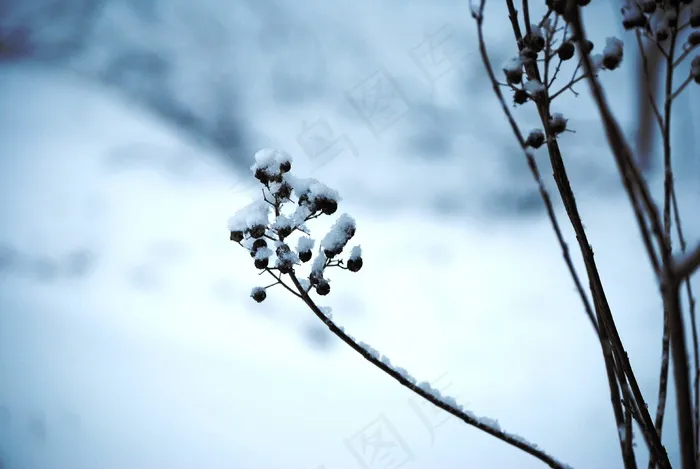 雪，冰，植物，冬季，冷，白色，圣诞节