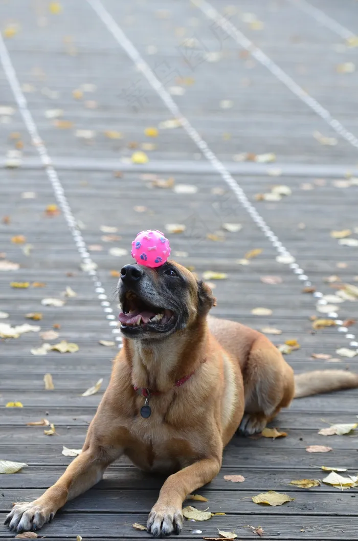 玛利诺犬，比利时牧羊犬，叶子，秋