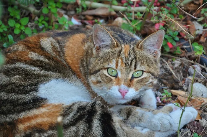 猫，猫的，猫的脸，猫的眼睛，动物，猫的鼻子