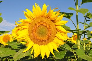 向日葵，黄色的花，向日葵田