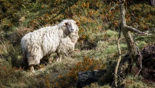 动物，绵羊，自然