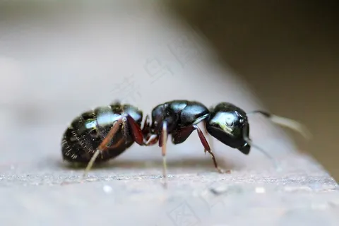 蚂蚁,昆虫,动物,宏,天线,害虫,殖民地 蚂蚁,昆虫,动物,宏,天线,害虫,殖民地