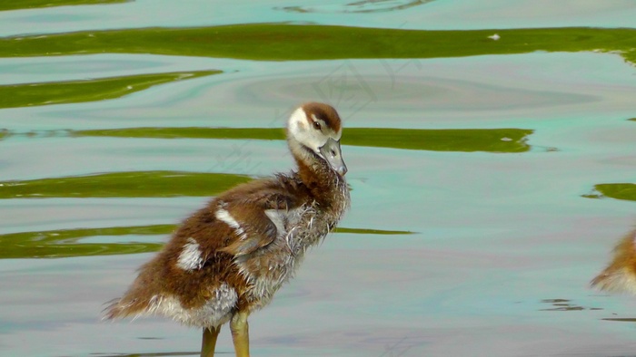 渺小，可爱，绒毛，幼鸟，Nilgans，年轻的动物