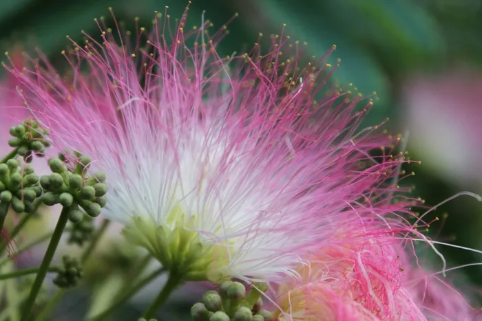 花，开花，红色，猴子荚，Albizia萨满