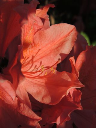 阴影，亮度，光影图像，花