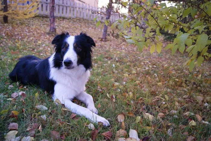 边境牧羊犬，狗，犬，宠物，动物，品种