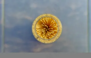 钱币,耳钉,黄金桔,吊坠,橙子,意大利面意粉