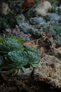 植物，肉质植物，花，石头，岩，绿色